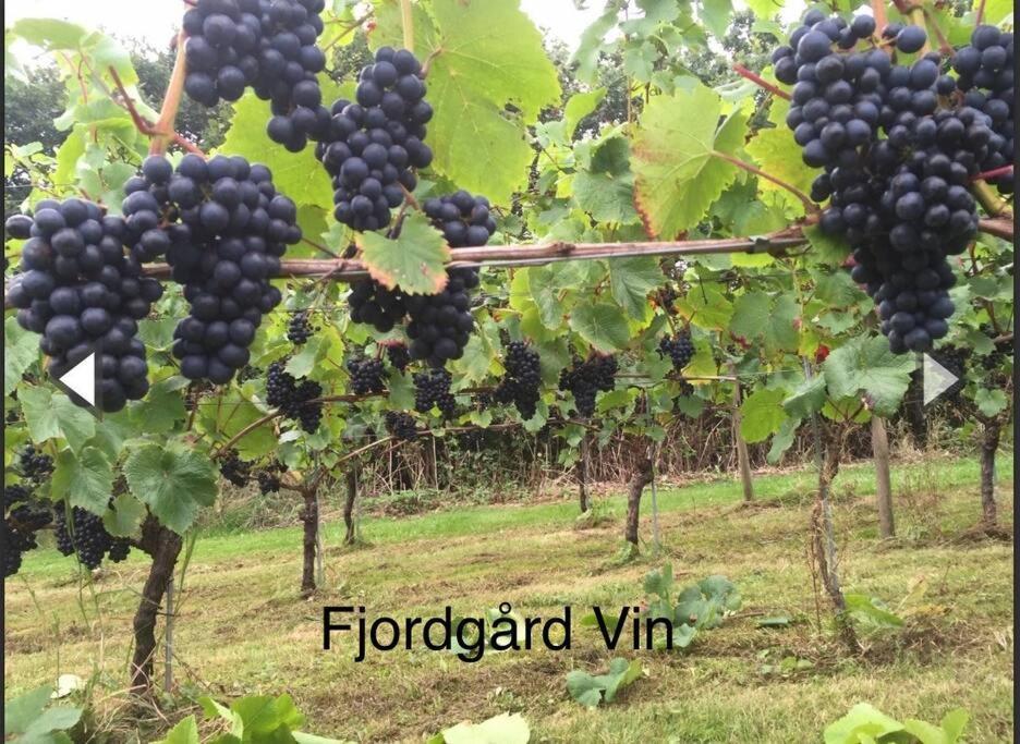 Mindedalen - Idyl Taet Pa Alt Og Helt I Fred Διαμέρισμα Billum Εξωτερικό φωτογραφία
